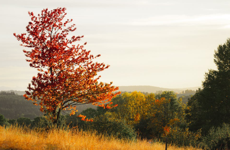 Fall Guys: Przygotuj się do zabawy na Xboksie