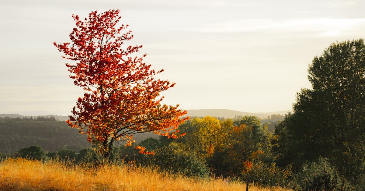 Fall Guys: Przygotuj się do zabawy na Xboksie